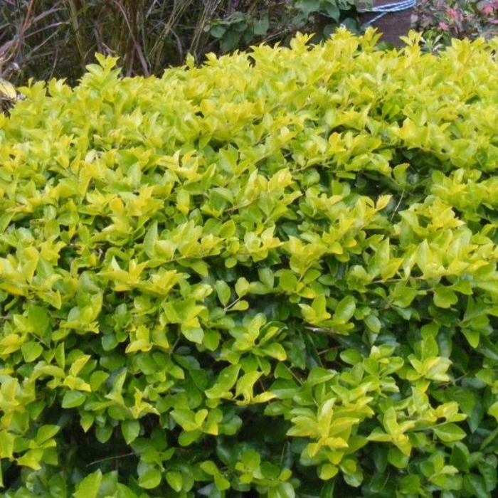 Duranta Gold Mound - Duranta erecta from Hand Cart Garden Center