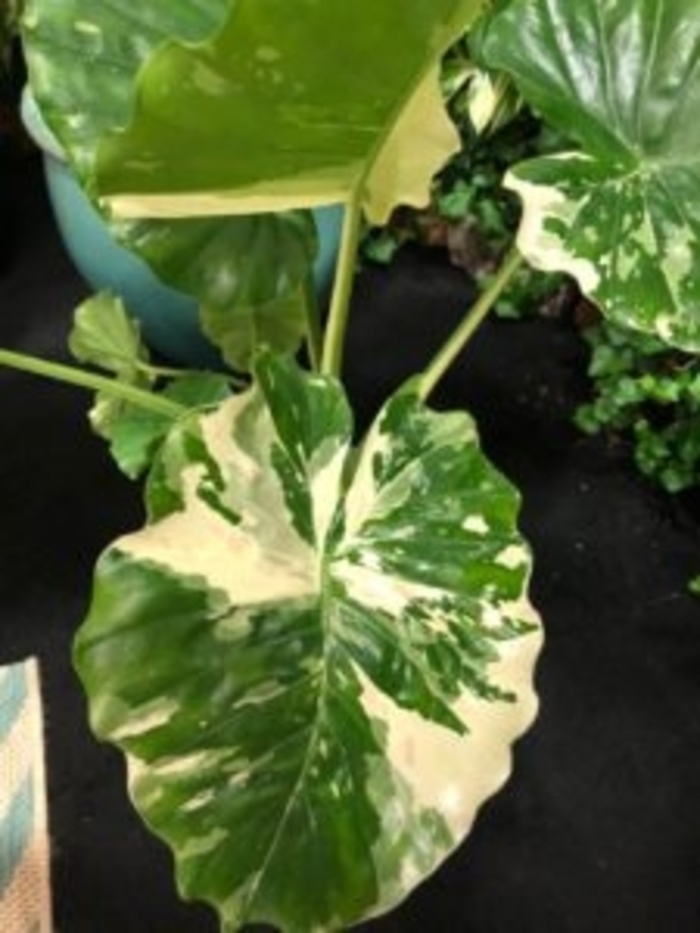 'Variegata' Alocasia 'Elephant's Ear' - Alocasia odora from Hand Cart Garden Center