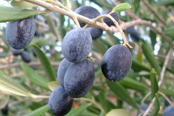 Olive - Olea europea from Hand Cart Garden Center