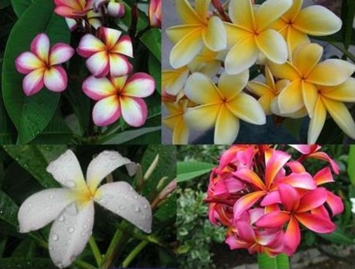 Plumeria Varieties - Frangipani from Hand Cart Garden Center