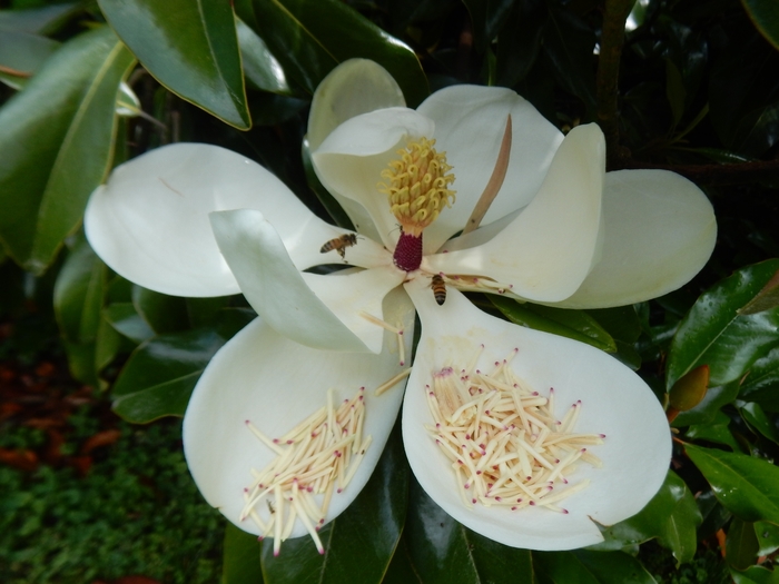 Bracken Magnolia - Magnolia grandiflora from Hand Cart Garden Center