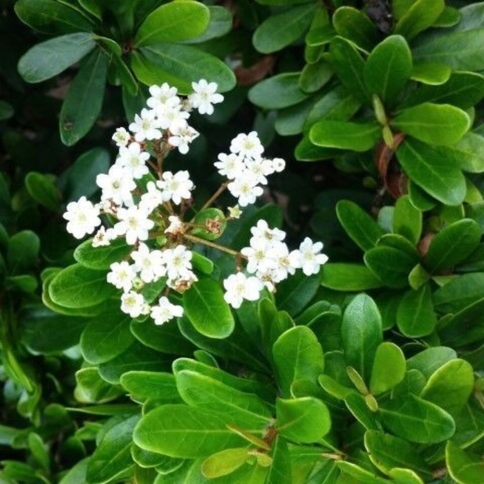 Walter's Viburnum - Viburnum obovatum from Hand Cart Garden Center