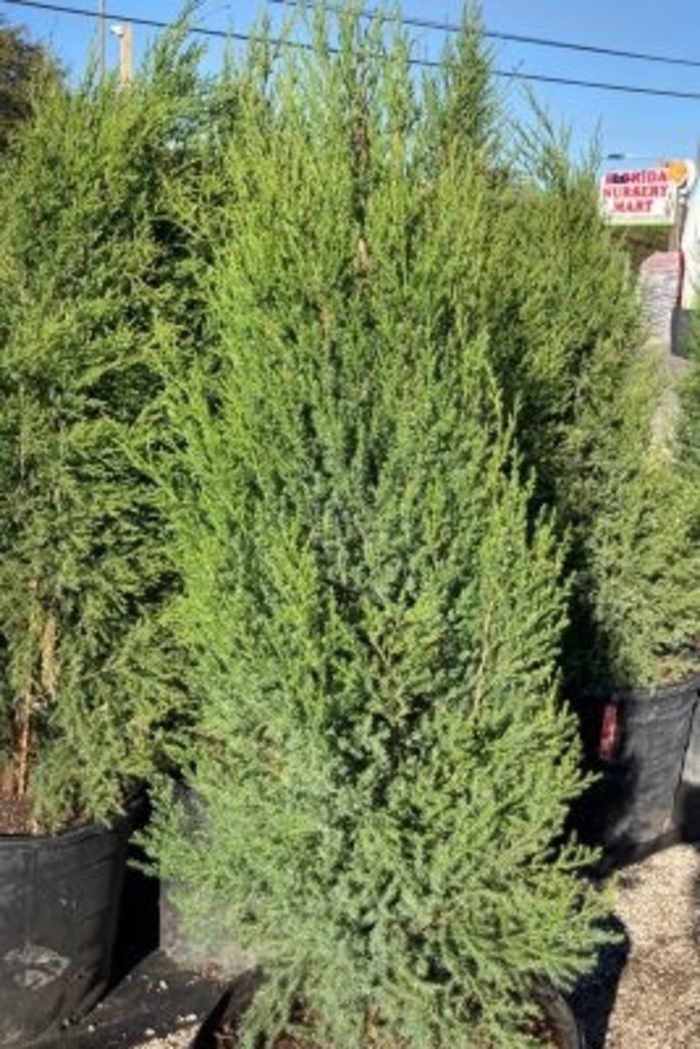 'Fuzzy Wuzzy' Juniper Southern Red Cedar - Juniperus virginiana var. silicicola from Hand Cart Garden Center