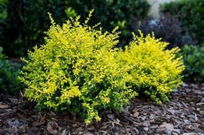 Ligustrum Sunshine - Ligustrum Sinense from Hand Cart Garden Center