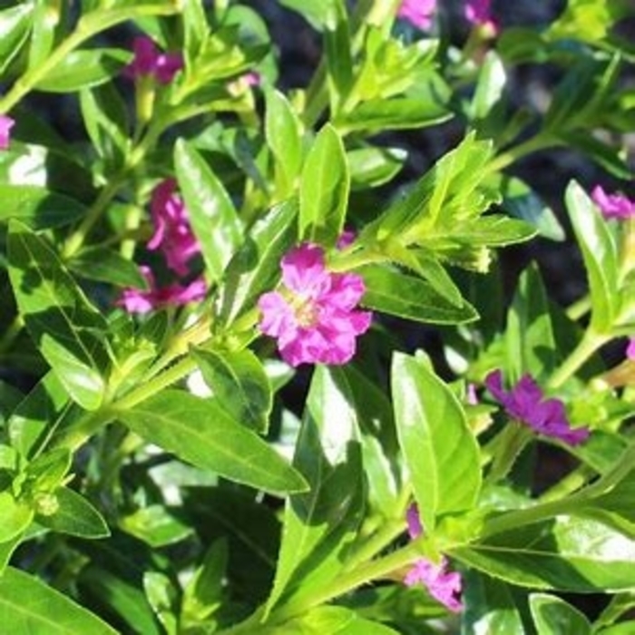 Lavender Mexican Heather - Cuphea Hyssopifolia from Hand Cart Garden Center