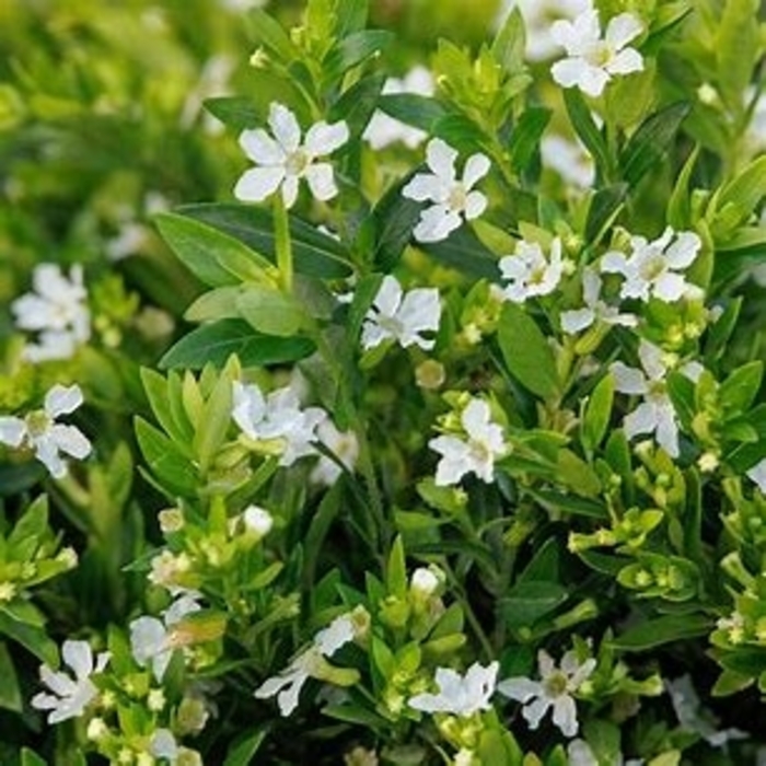 White Mexican Heather - Cuphea Hyssopifolia from Hand Cart Garden Center