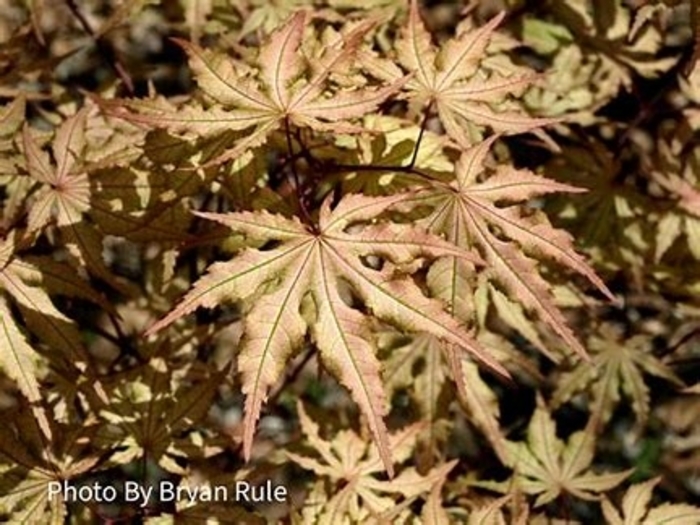 'Aka Shigitatsu sawa' Japanese Maple - Acer palmatum from Hand Cart Garden Center