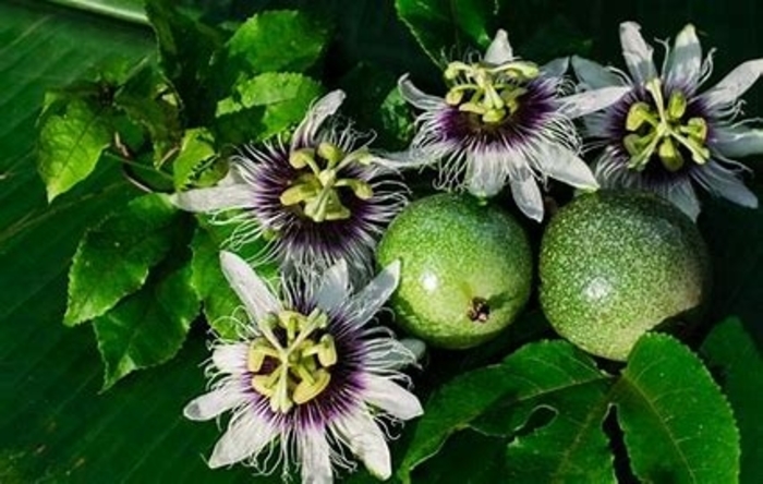 'Multiple Varieties' Passion Fruit - Passiflora from Hand Cart Garden Center