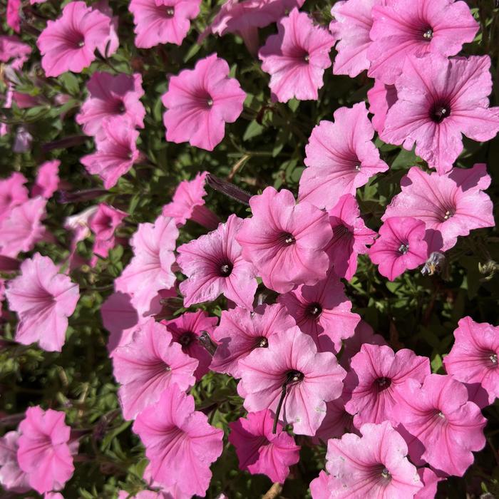 Supertunia Vista® ''Bubblegum®'' - Petunia from Hand Cart Garden Center