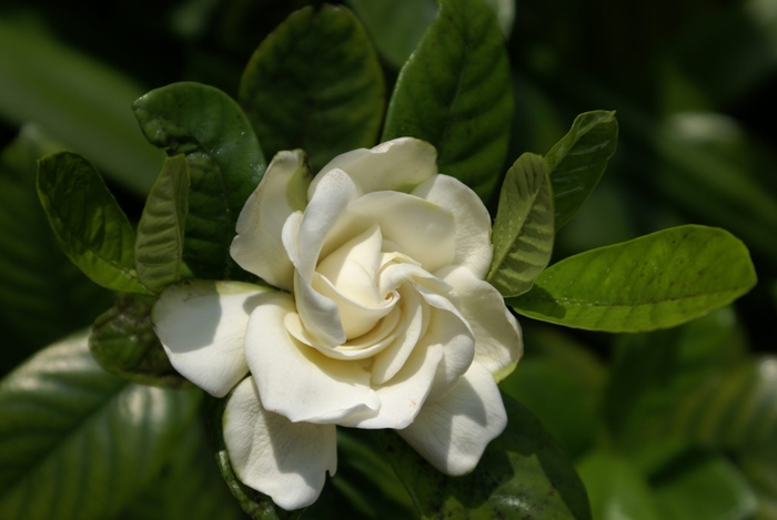 'Miami Supreme' Cape Jasmine - Gardenia jasminoides from Hand Cart Garden Center