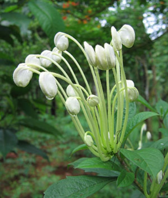 Musical Note Clerodendrum - Clerodendrum incisum from Hand Cart Garden Center