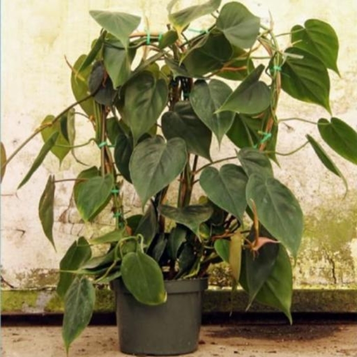 Heartleaf Philodendron - Philodendron hederaceum from Hand Cart Garden Center