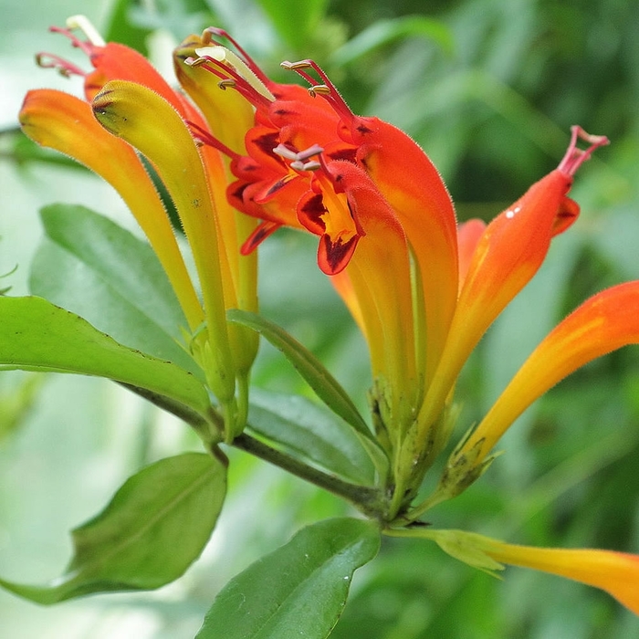 Tangerine Lipstick Plant - Aeschynanthus speciosus from Hand Cart Garden Center