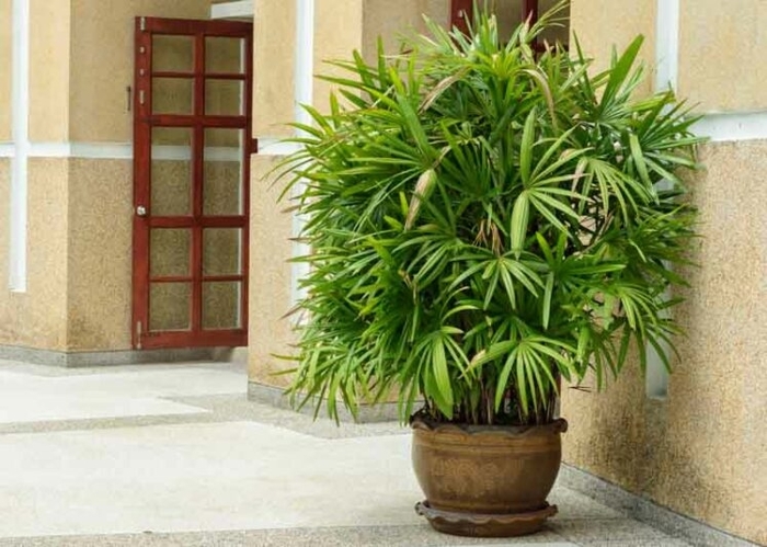 Lady Palm - Rhapis excelsa from Hand Cart Garden Center