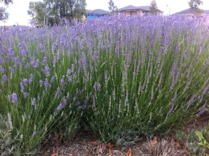 'Spanish Eyes' English Lavender - Lavandula multifida from Hand Cart Garden Center