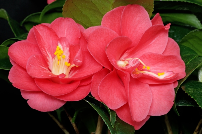 Camellia 'Flame' - Camellia japonica from Hand Cart Garden Center