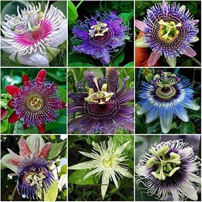 'Multiple Varieties' Passion Vine - Passiflora x belottii from Hand Cart Garden Center