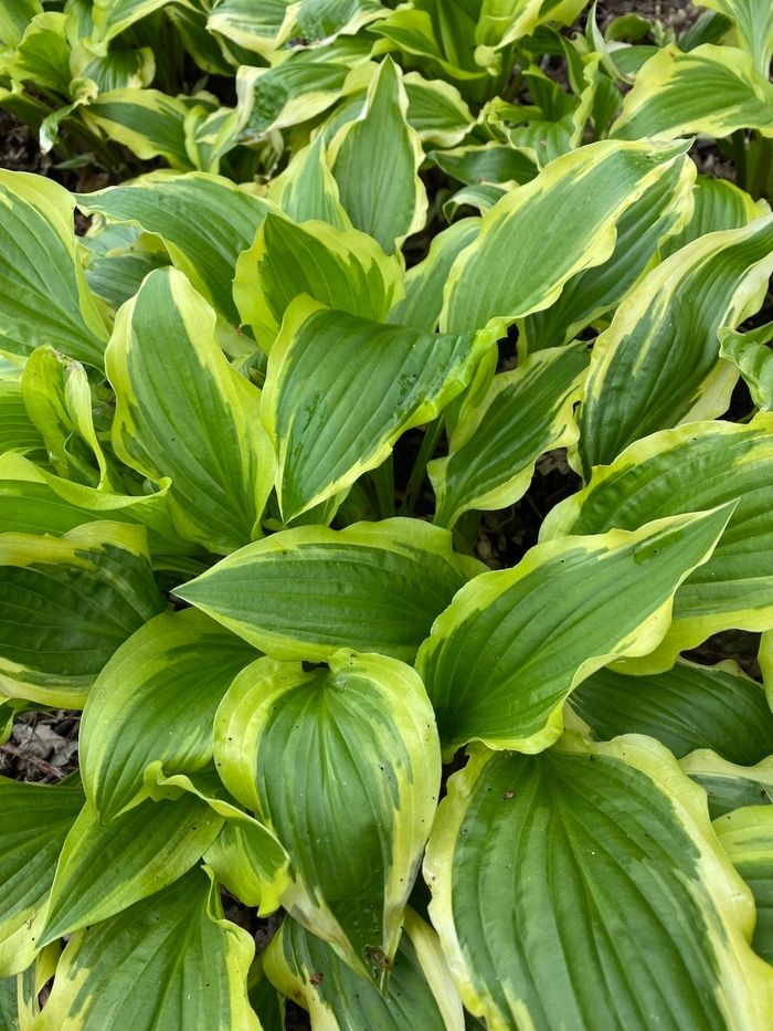 Sun Hosta - Hosta fortunei from Hand Cart Garden Center