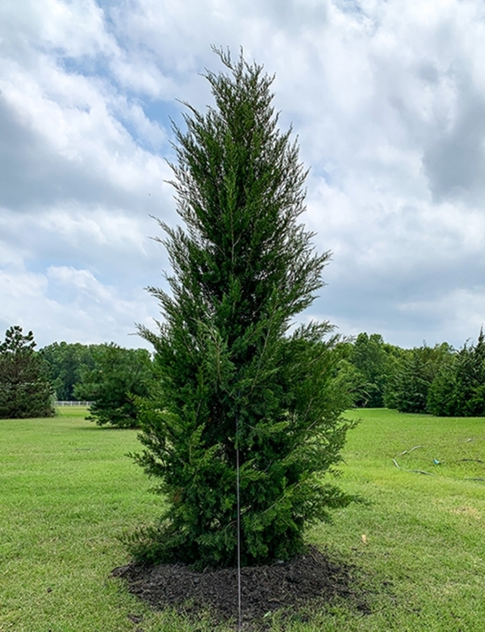 'Brodie' Juniper - Juniperus virginiana from Hand Cart Garden Center