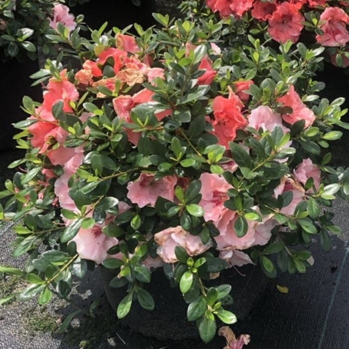 'Conversation Piece' Azalea - Rhododendron Robin Hill Hybrid from Hand Cart Garden Center