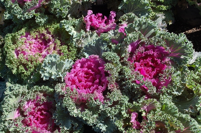 'Nagoya Rose' Kale - Brassica from Hand Cart Garden Center