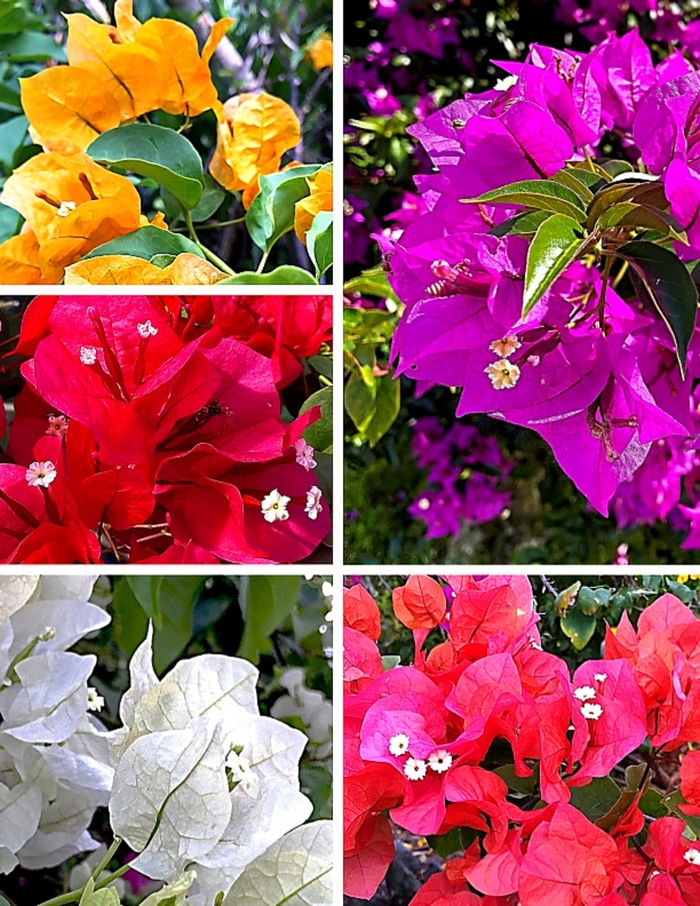 Bougainvillea - Nyctaginaceae from Hand Cart Garden Center