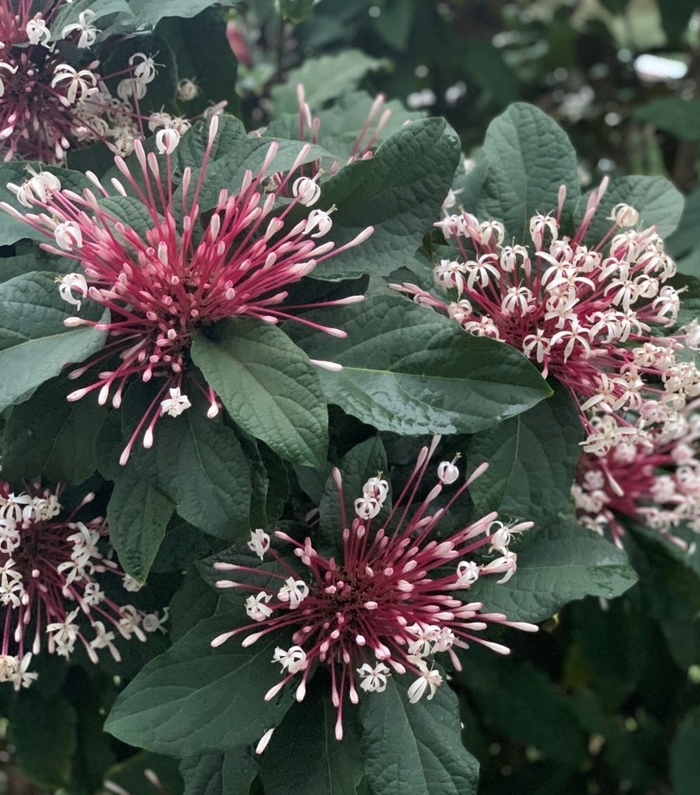 Starburst Clerodendrum - Clerodendrum quadriloculare from Hand Cart Garden Center