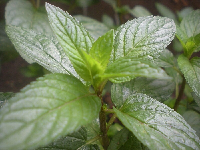 Peppermint - Mentha x piperita from Hand Cart Garden Center