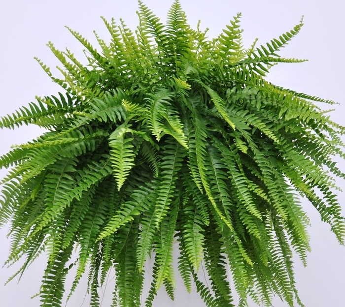 'Nevada®' Boston Fern - Nephrolepis exaltata from Hand Cart Garden Center