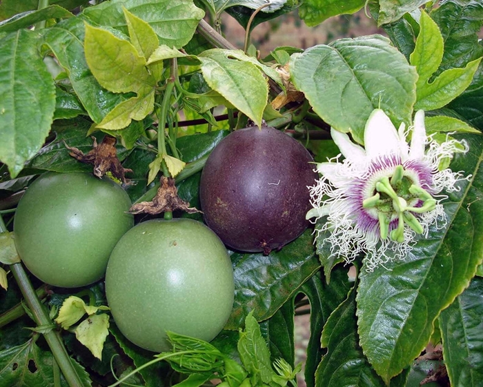 'Possum Purple' Passion Fruit - Passiflora edulis from Hand Cart Garden Center