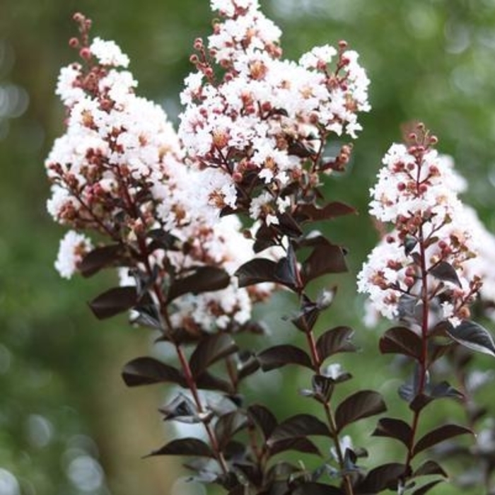 'White Lightning' Crape Myrtle - Lagerstroemia (Crapemyrtle) from Hand Cart Garden Center