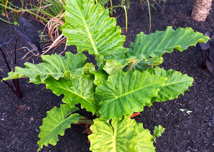 'Low Rider' Alocasia Elephant Ear - Alocasia from Hand Cart Garden Center