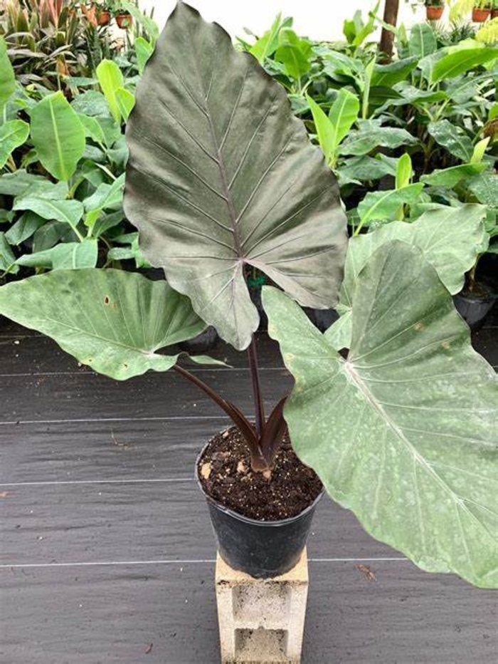 Metal Head Taro Colocasia - Colocasia esculenta from Hand Cart Garden Center