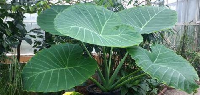 Giganta Thailand Colocasia - Colocasia gigantea from Hand Cart Garden Center