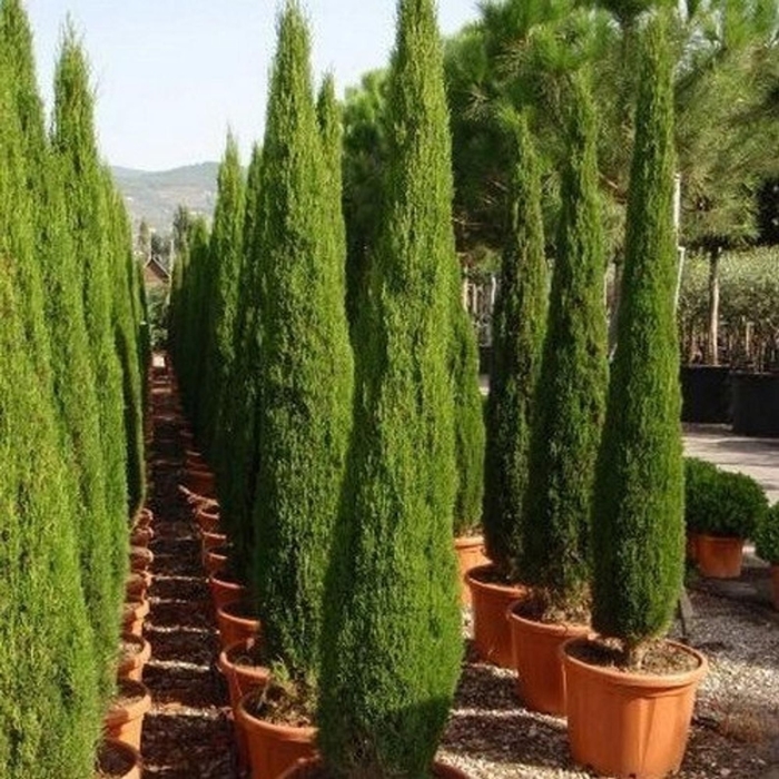 Italian Cypress - Cupressus sempervirens from Hand Cart Garden Center