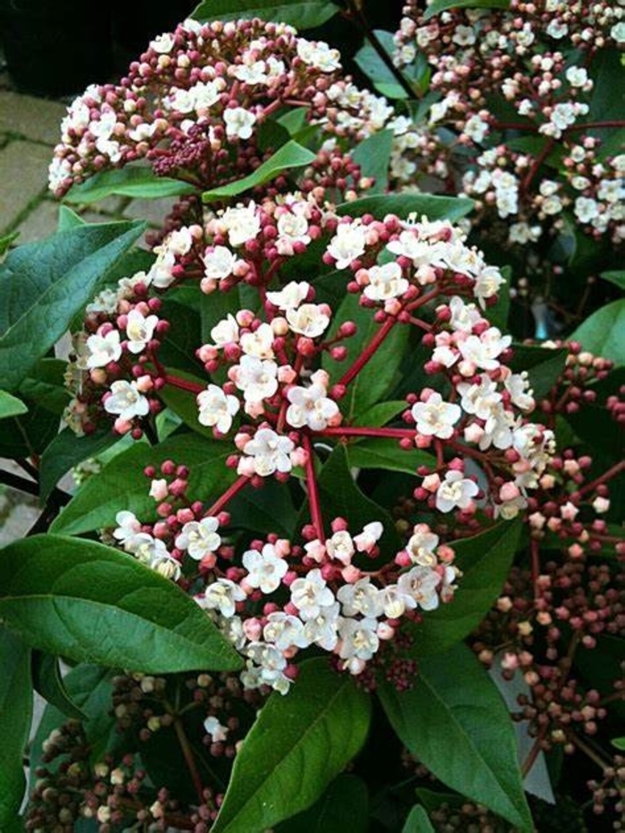 Schiller's Viburnum - Viburnum obovatum from Hand Cart Garden Center