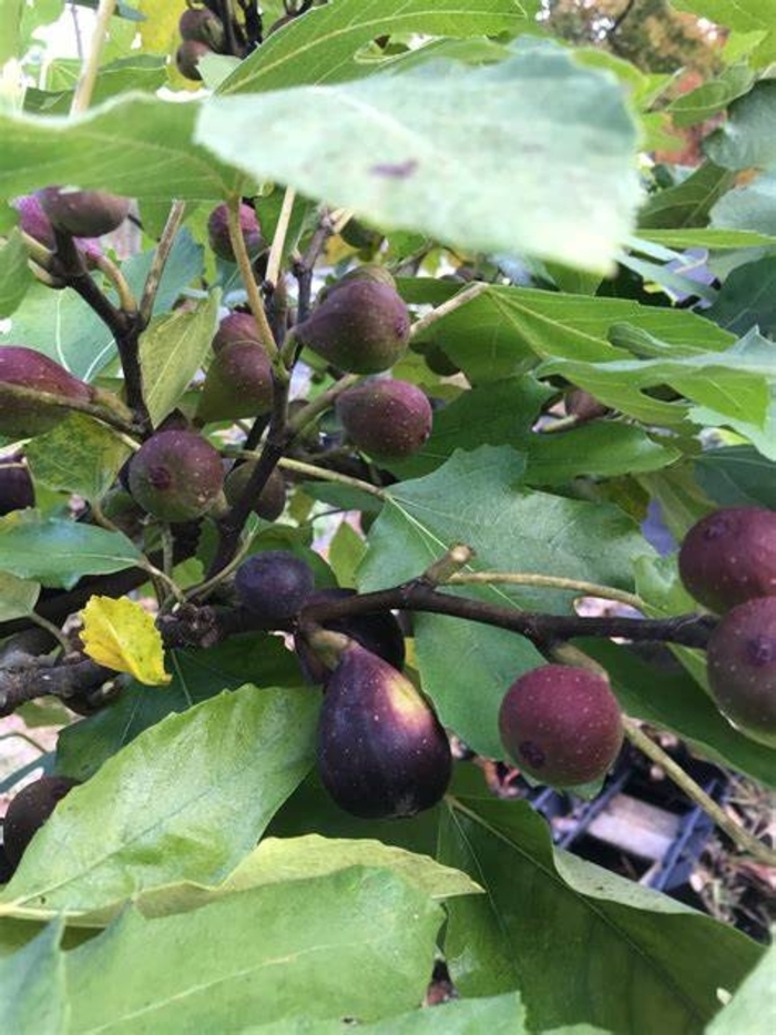 'Violette De Bordeaux' Fig - Ficus carica from Hand Cart Garden Center