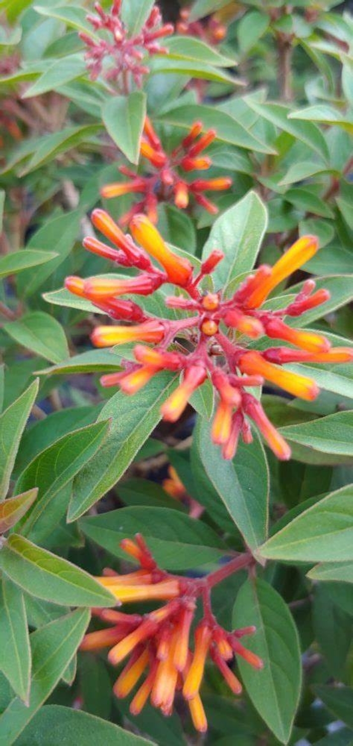 'Firefly' Firebush - Hamelia patens from Hand Cart Garden Center