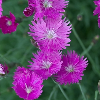 Dianthus gratianopolitanus - 'Firewitch' Dianthus