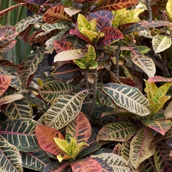 Codiaeum variegatum - 'Bravo' Croton