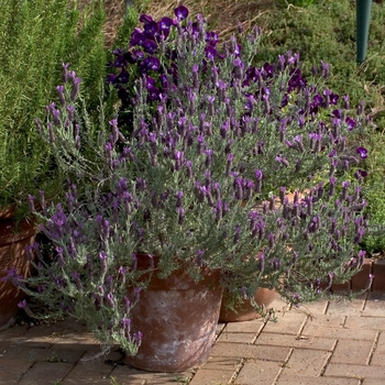 Lavandula dentata - French Lavender