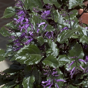 Plectranthus - 'Mona Lavender'