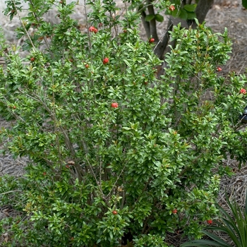 Punica granatum - Dwarf Pomegranate