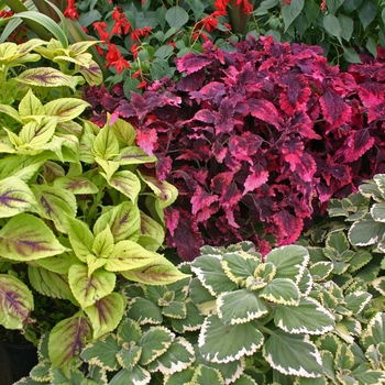 Plectranthus scutellarioides - 'Multiple Varieties' Coleus