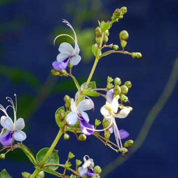 Clerodendrum ugandense - Butterfly Bush