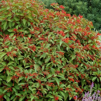 Hamelia patens - Americana Firebush