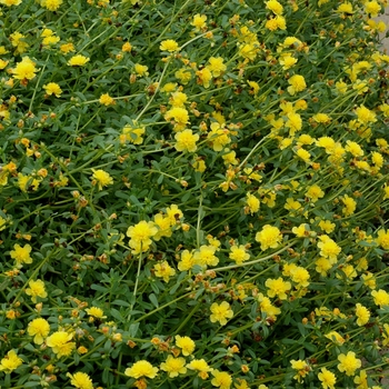 Portulaca grandiflora - Yellow Purslane