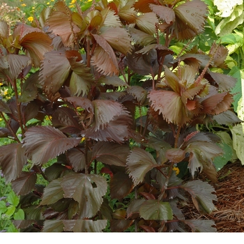 Acalypha wilkesiana - Chocolate Ruffle Copperleaf