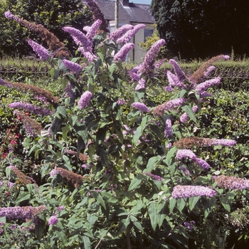 Buddleia davidii - Butterfly Bush