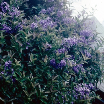 Petrea volubilis - Queen's Wreath